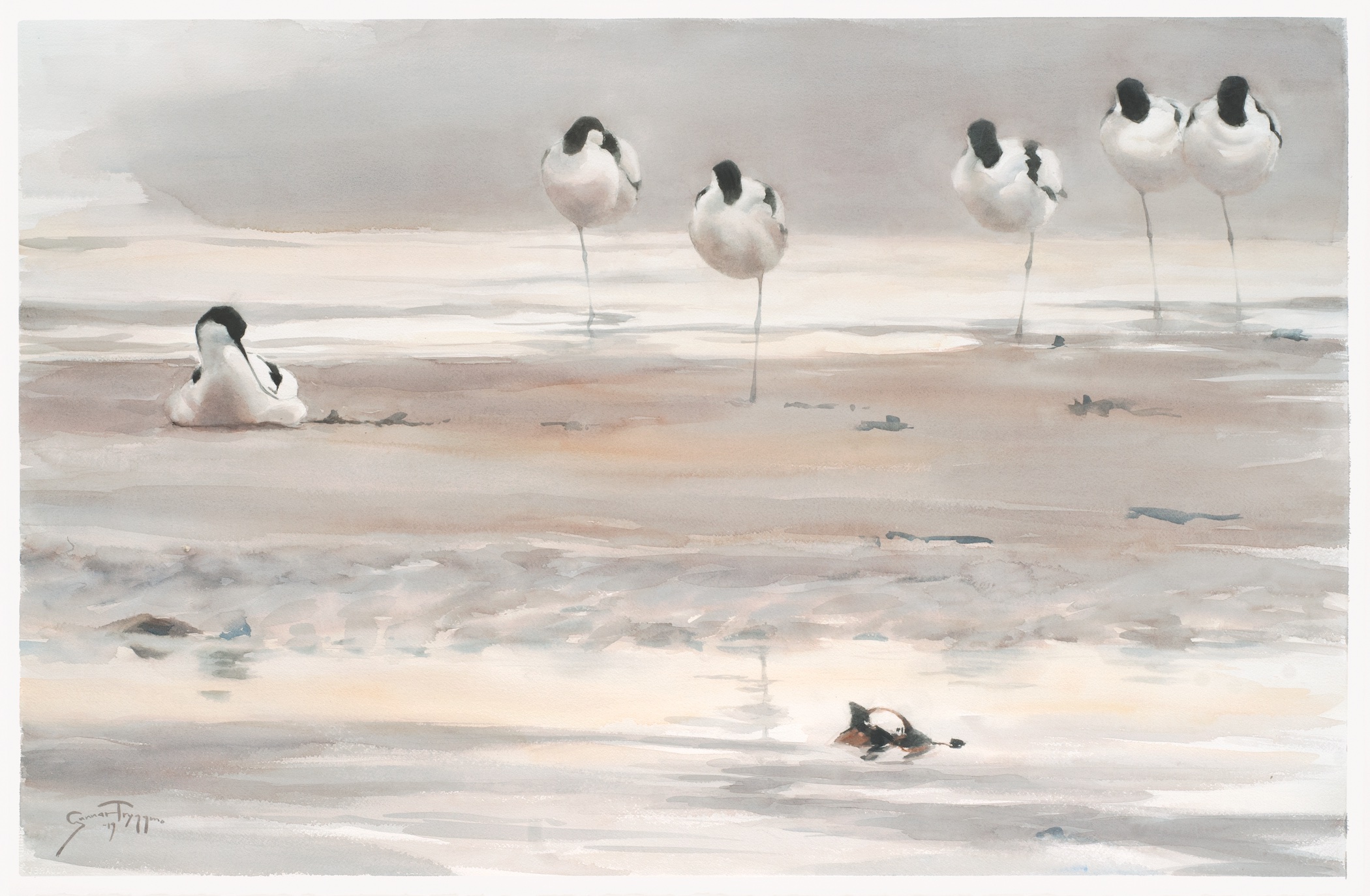 watercolor painting of a group of Avocets wading in showing water