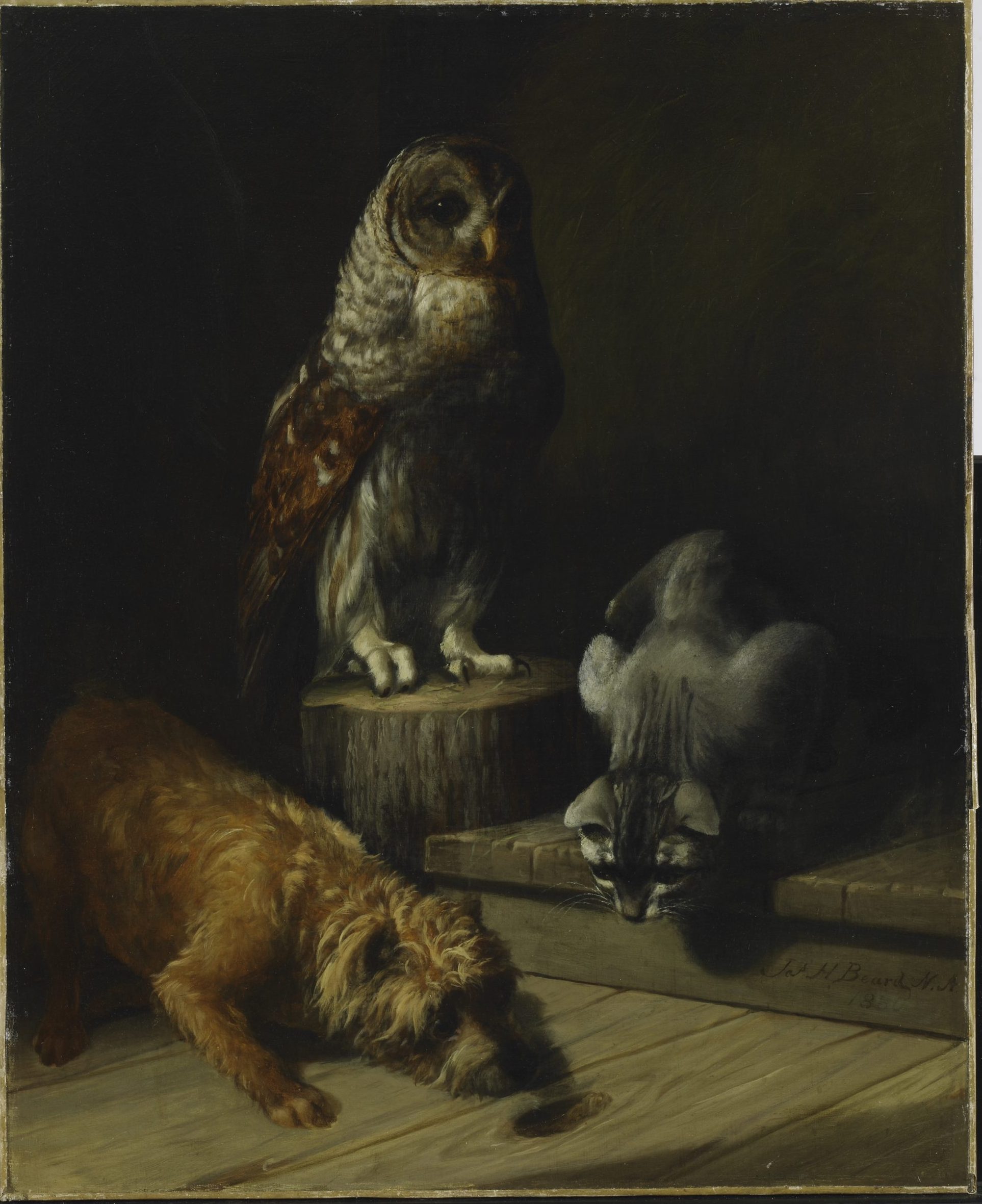 A dog, cat, and owl on a wood floor. The dog and cat are looking at a hole in the floor.