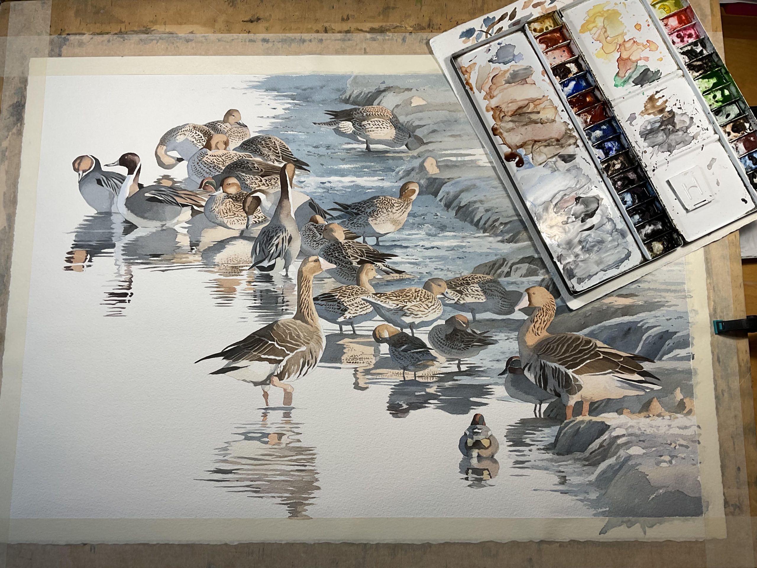 Federico Gemma, Pintails, Teals and White-fronted Geese, 2024, watercolor on Arches paper